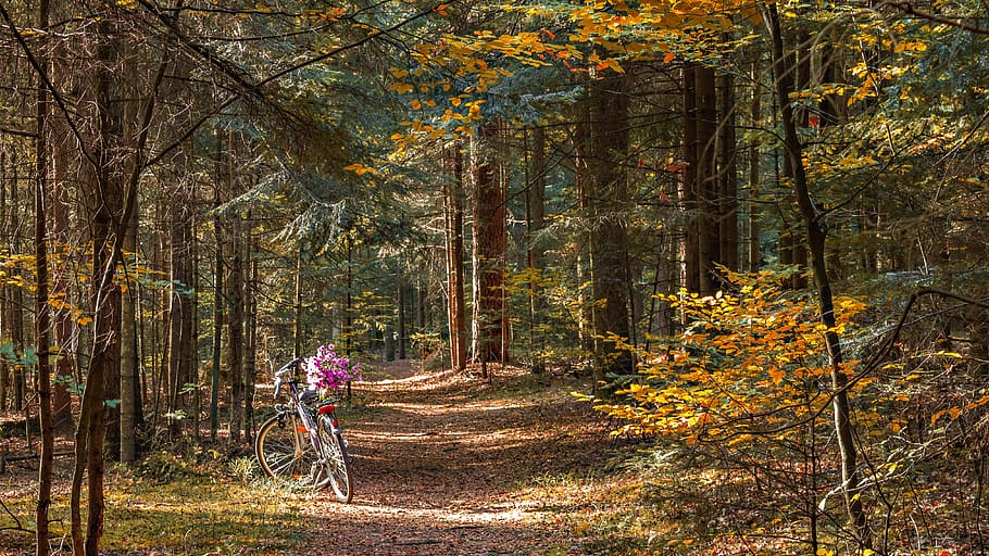 forest, way, the path, bike, autumn, october, tree, spacer HD wallpaper