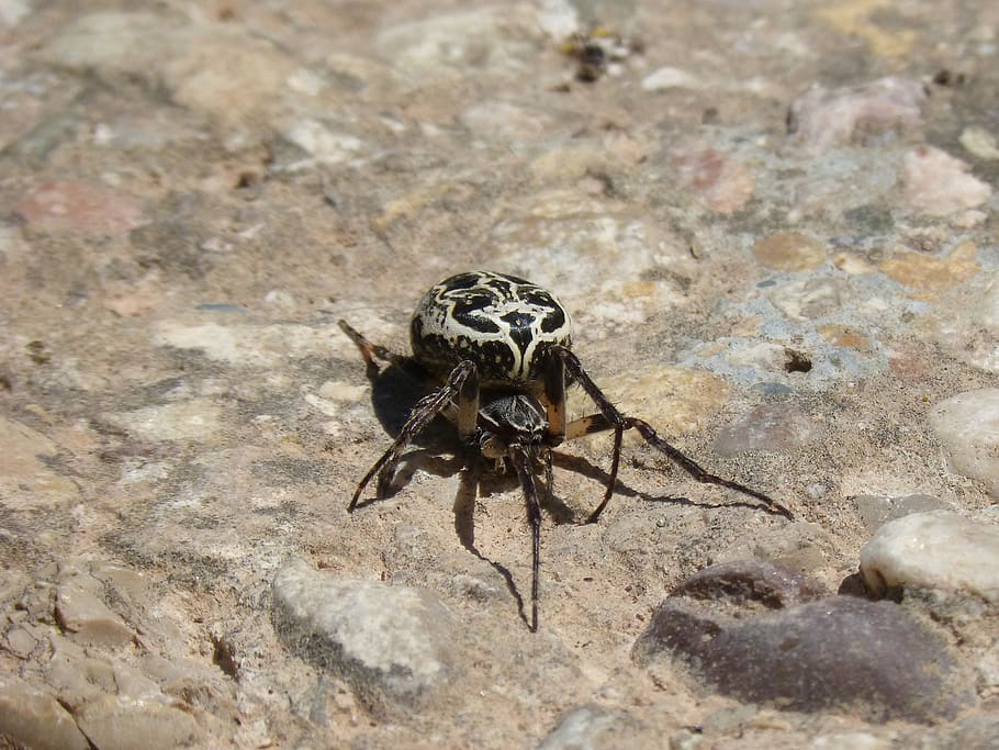 spider, arachnid, pattern, arachnophobia, rock, threat, animal wildlife HD wallpaper
