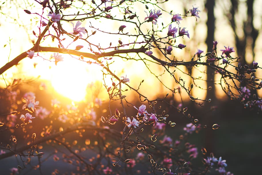 pink-petal flowers, plant, flowering plant, beauty in nature HD wallpaper