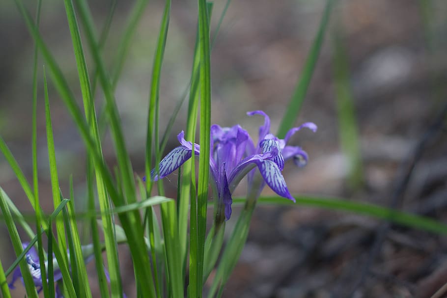 spring, bloom, nature, flower, iris, blue, plant, flowering plant, HD wallpaper