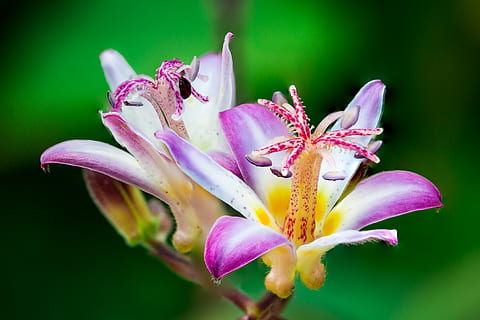 Closeup Photo of Purple-and-white Petaled Flowers, background HD wallpaper