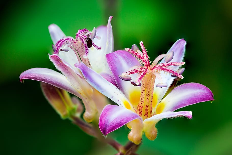 Closeup Photo of Purple-and-white Petaled Flowers, background HD wallpaper