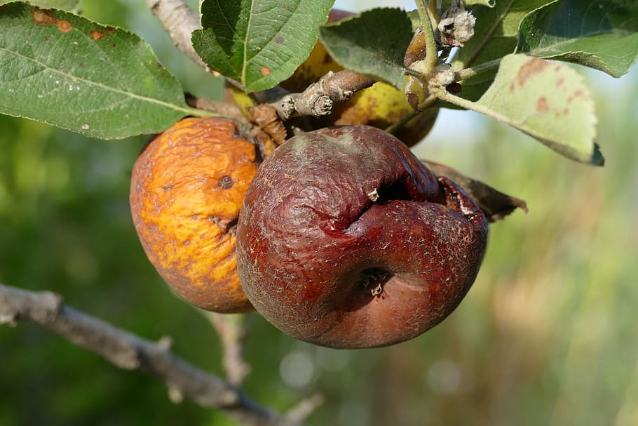 apple, fruit, flora, food, rot, over-ripe, shriveled, wrinkle HD wallpaper