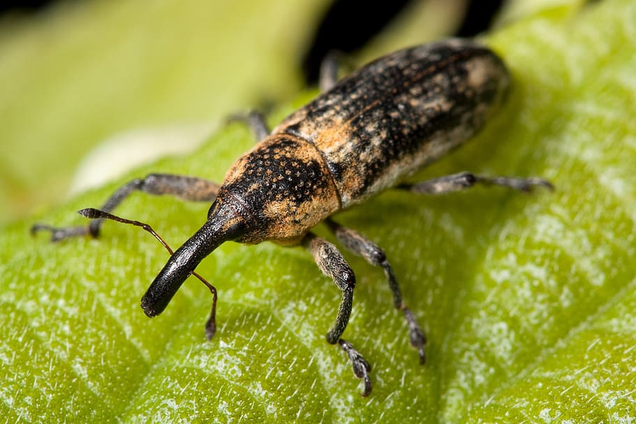 Yellow and Black Insect on Green Leaf, beetle, bug, close-up HD wallpaper