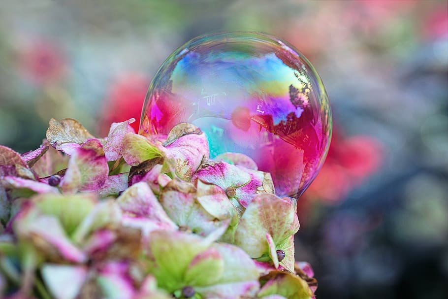 bubble, flowers, nature, bloom, bubbles, summer, blossoms, colorful HD wallpaper