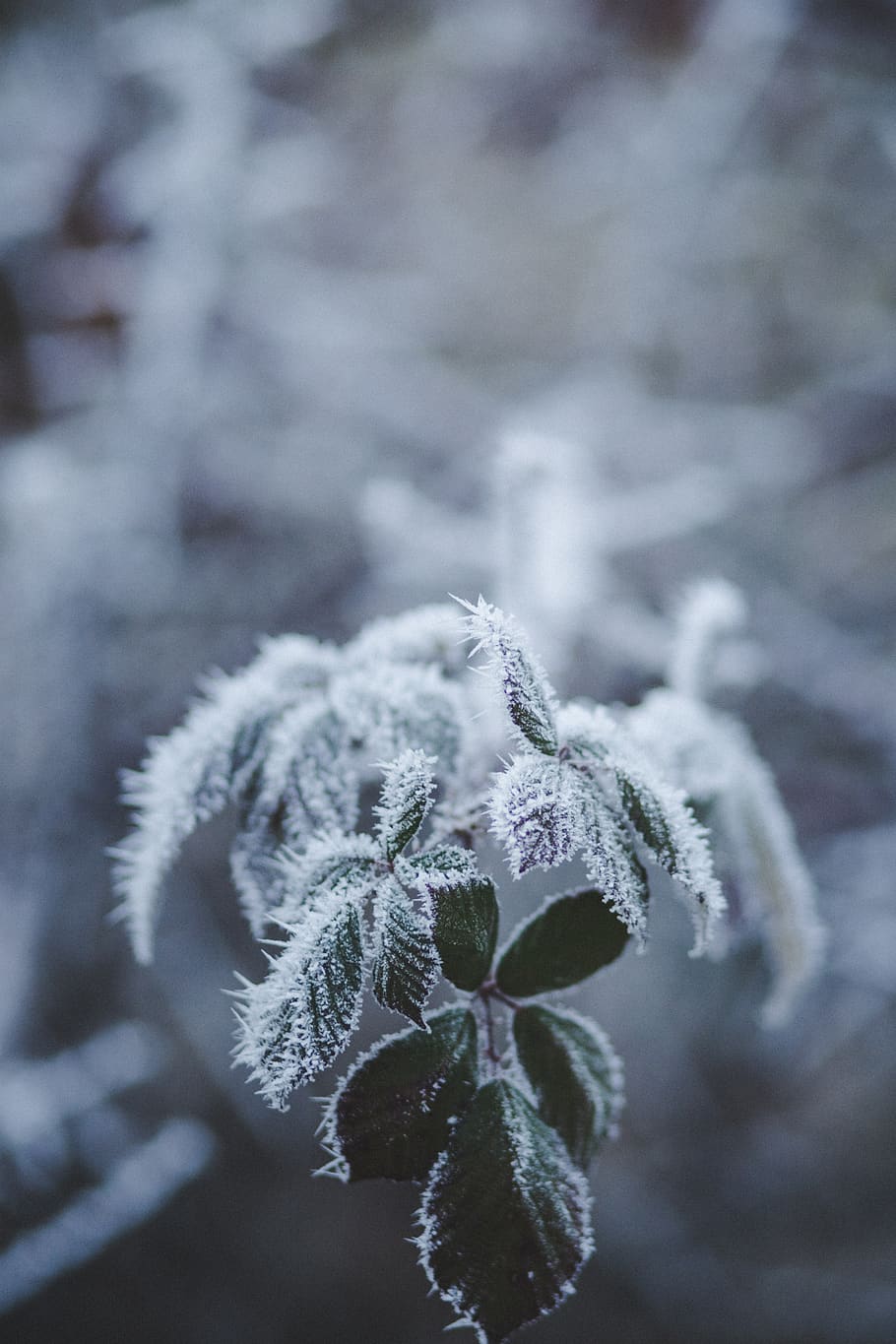 Selective Focus Photography of Frozen Leaves, cold, environment HD wallpaper