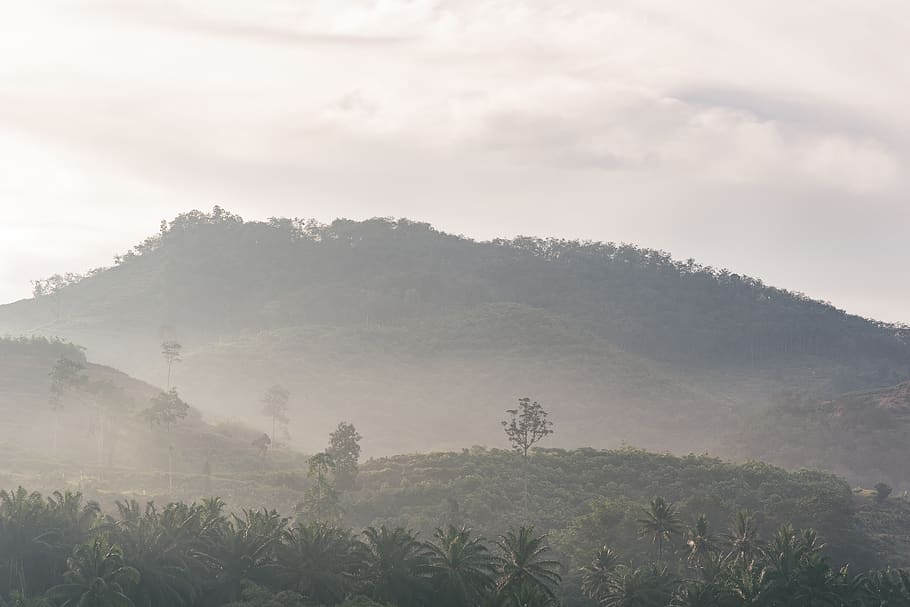 malaysia, pujehun, bentong, cloudy, mist, trees, grey, bright, HD wallpaper