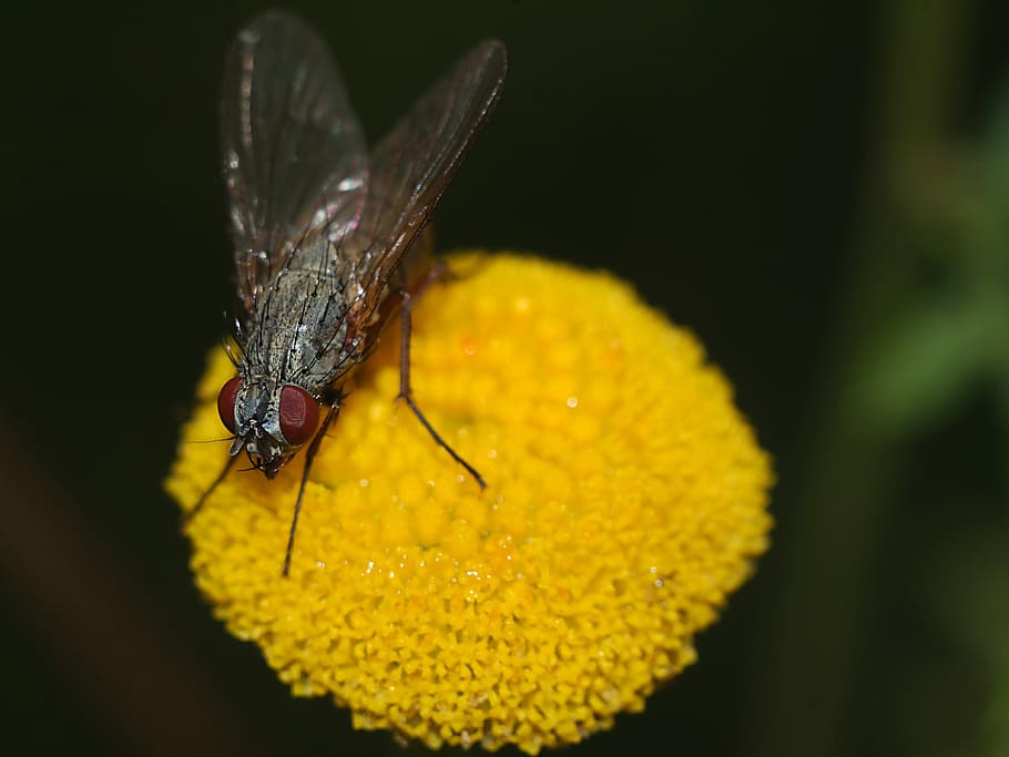mucha, insect, macro, nature, invertebrate, one animal, yellow HD wallpaper