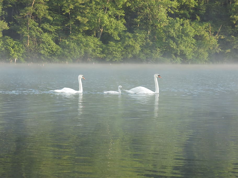 swan, swans, cygnet, trees, lake, water smoke, nature, desktop background HD wallpaper