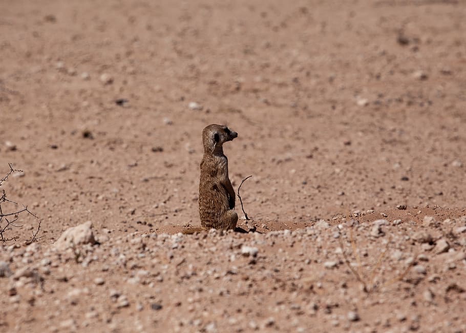 brown animal of snad, ground, bird, nature, outdoors, namib desert