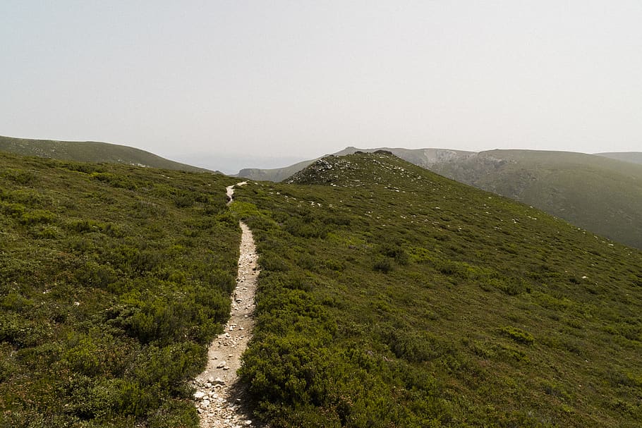 trail between trees, landscape, environment, plant, scenics - nature HD wallpaper