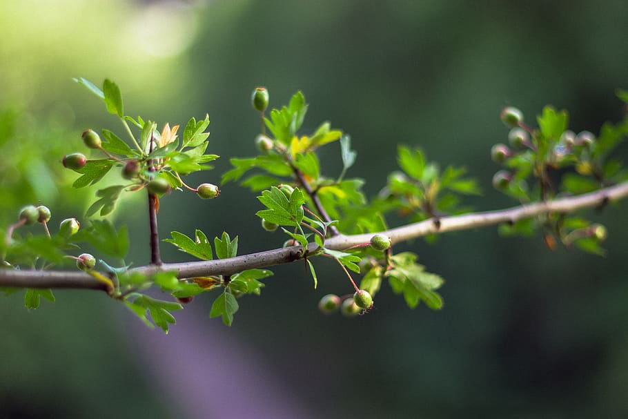 Green Leafed Plant With Flower Buds, blur, branch, close-up, daylight HD wallpaper