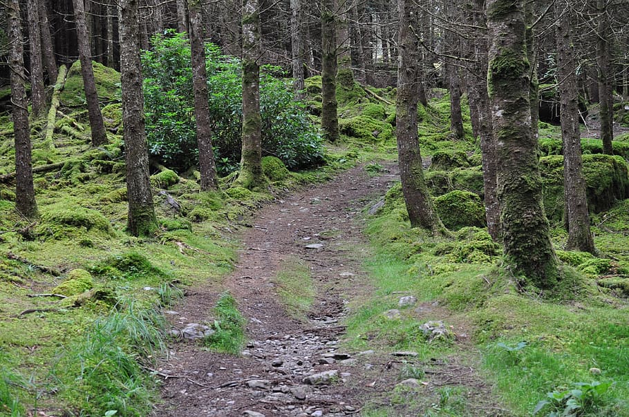 ireland, trail, moss, plant, tree, forest, tranquility, no people HD wallpaper