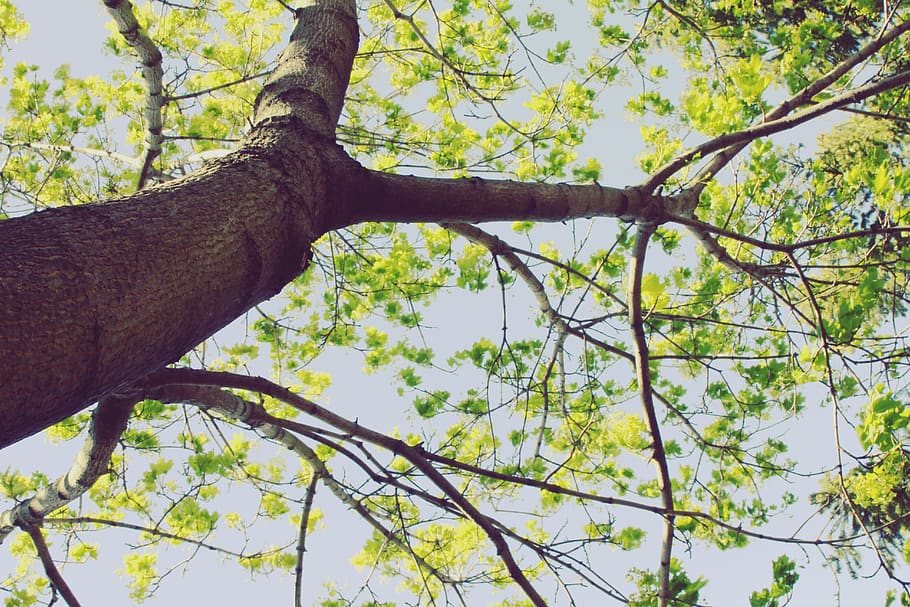 trees, plant, branch, low angle view, tree trunk, growth, nature HD wallpaper