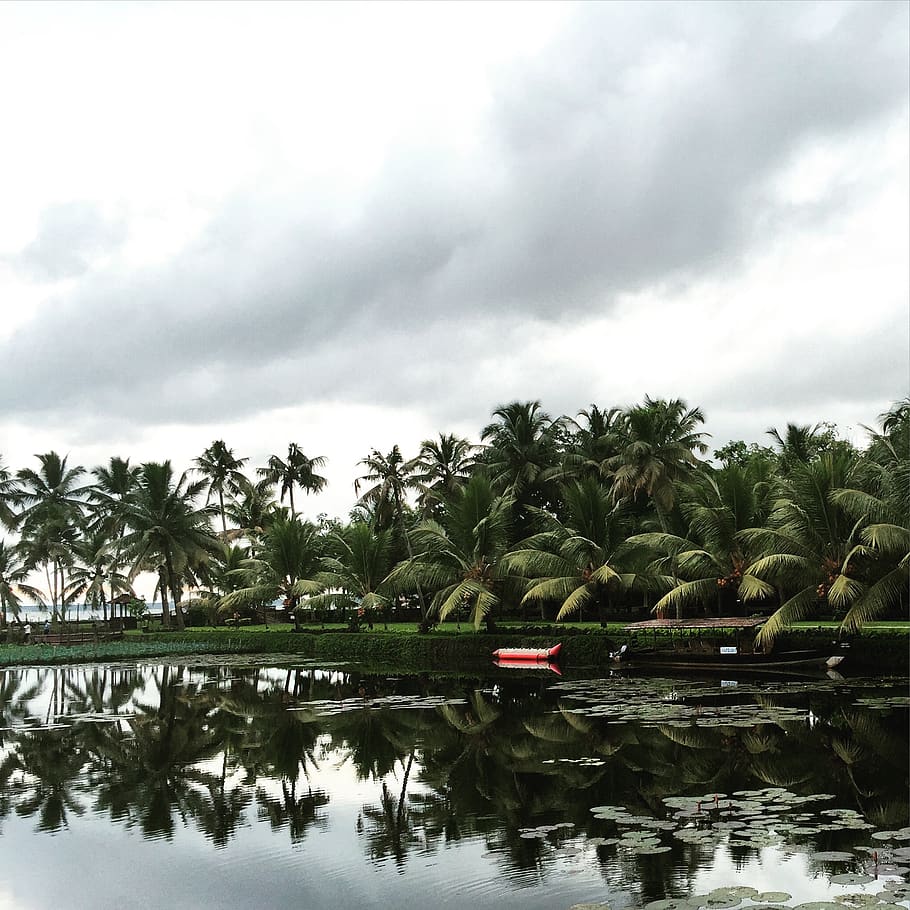india, kottayam, kumarakom lake resort, cloudy, tropical, palm tree