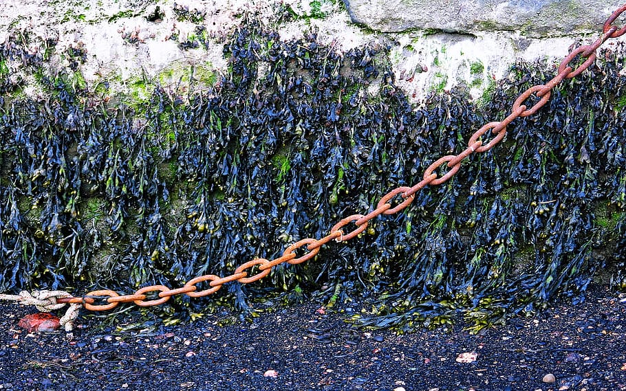 chain, plant, rust, slate, ground, tar, pavement, sidewalk, HD wallpaper