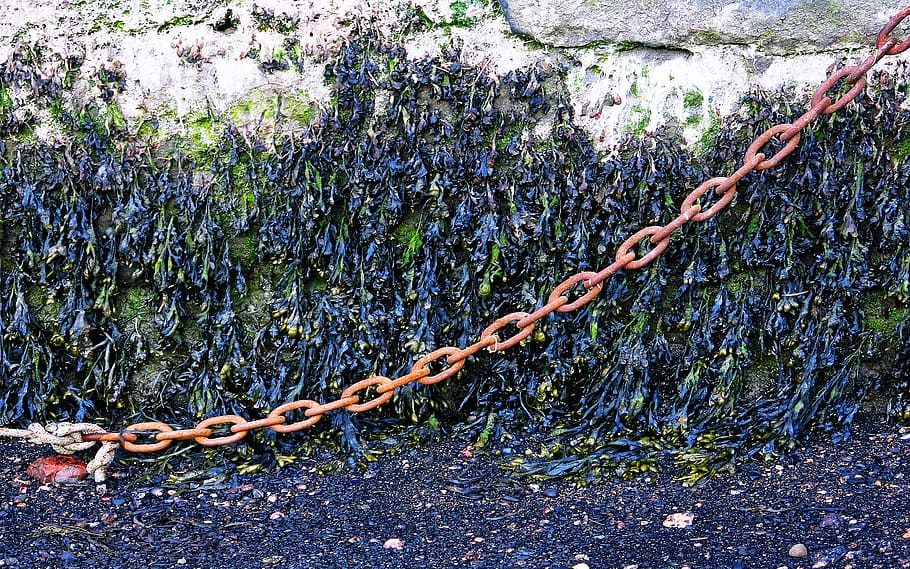 chain, plant, rust, slate, ground, tar, pavement, sidewalk HD wallpaper