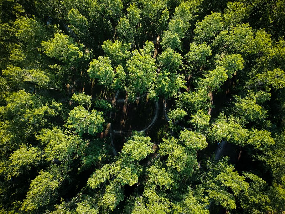 trees, forest, park, green, dji, spark, drone, aerial, drone picture, HD wallpaper