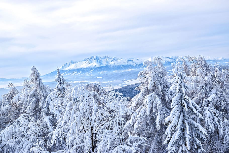 trees, plants, mountain, landscape, snow, winter, ice, cold HD wallpaper