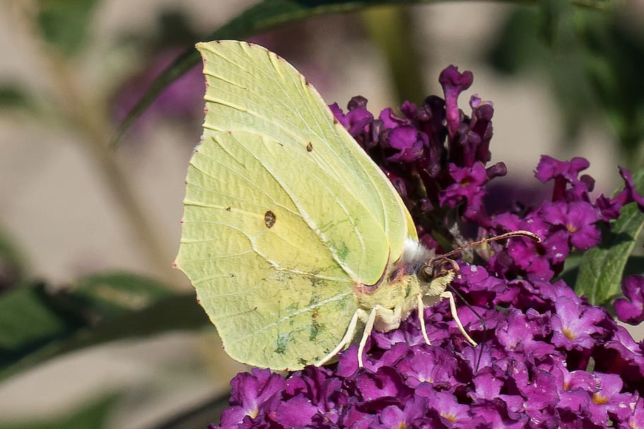 butterfly, yellow, wings, ben, insect, shrub, spot, purple HD wallpaper