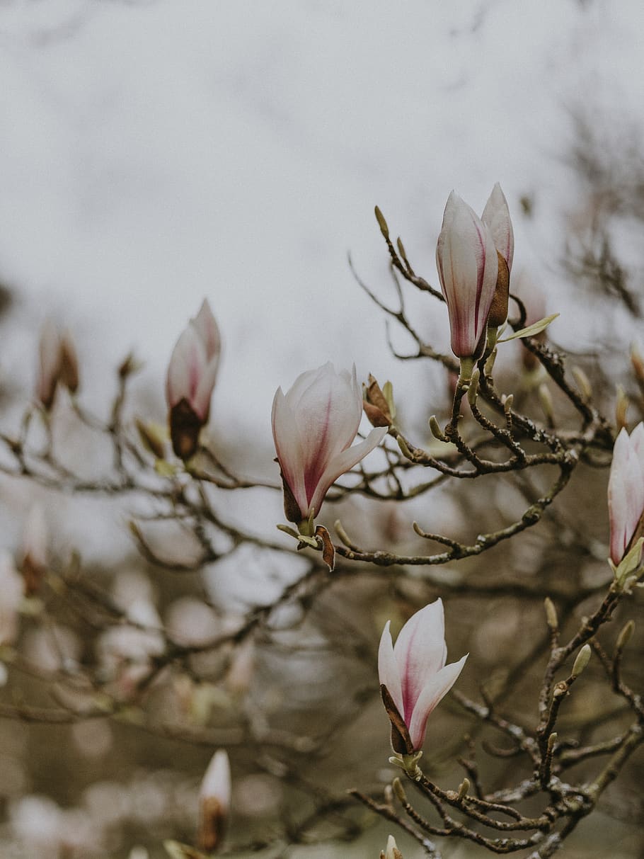 pink-petaled flowers, flowering plant, fragility, beauty in nature HD wallpaper