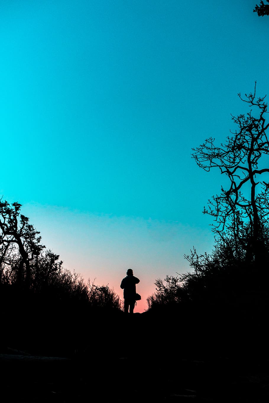 tree, sky, plant, silhouette, copy space, blue, one person HD wallpaper