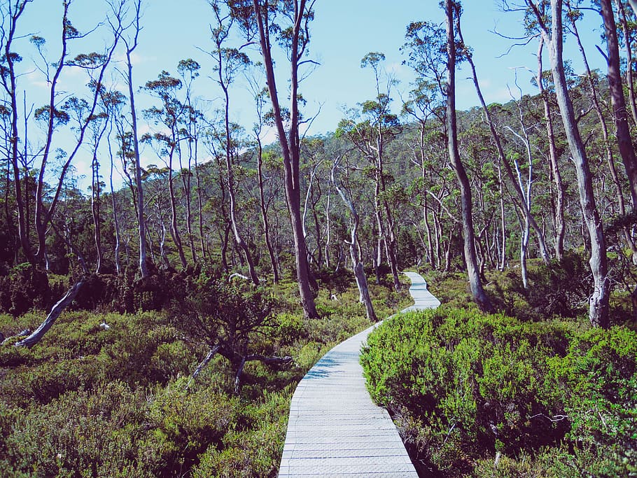 boardwalk, trees, tasmania, forest, plant, direction, the way forward HD wallpaper
