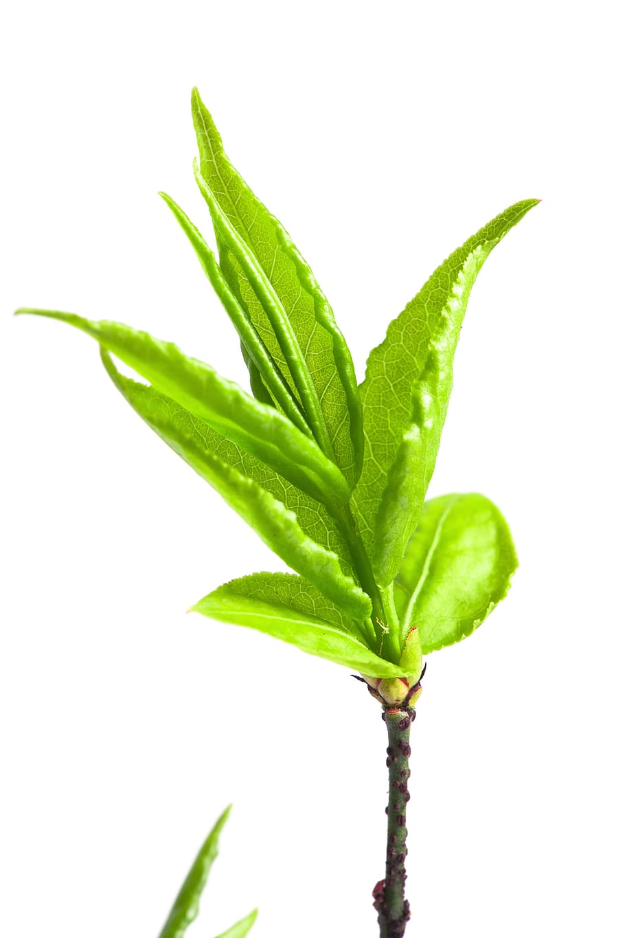 leaf, green, white, plant, background, closeup, isolated, brightly HD wallpaper