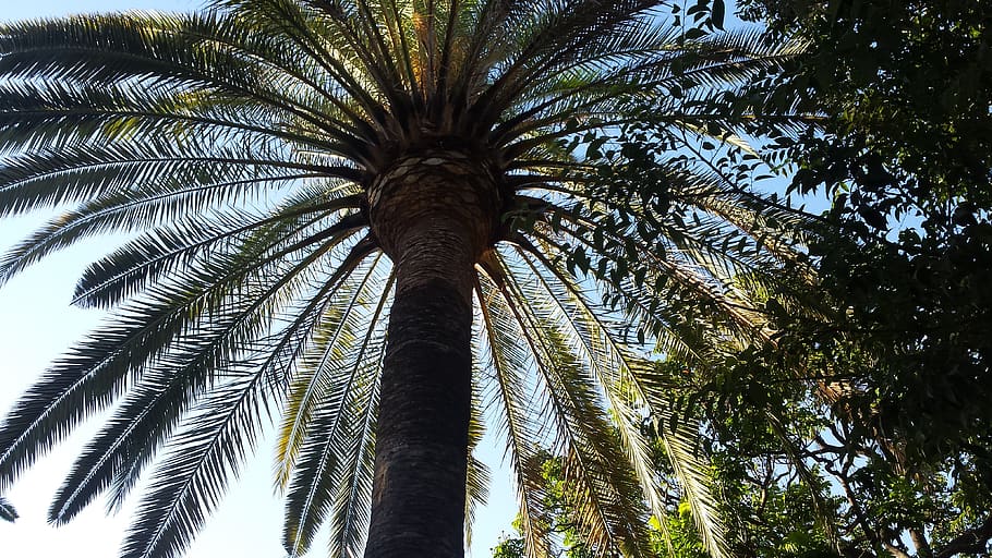 spain, malaga, tree, low angle view, plant, palm tree, tree trunk HD wallpaper