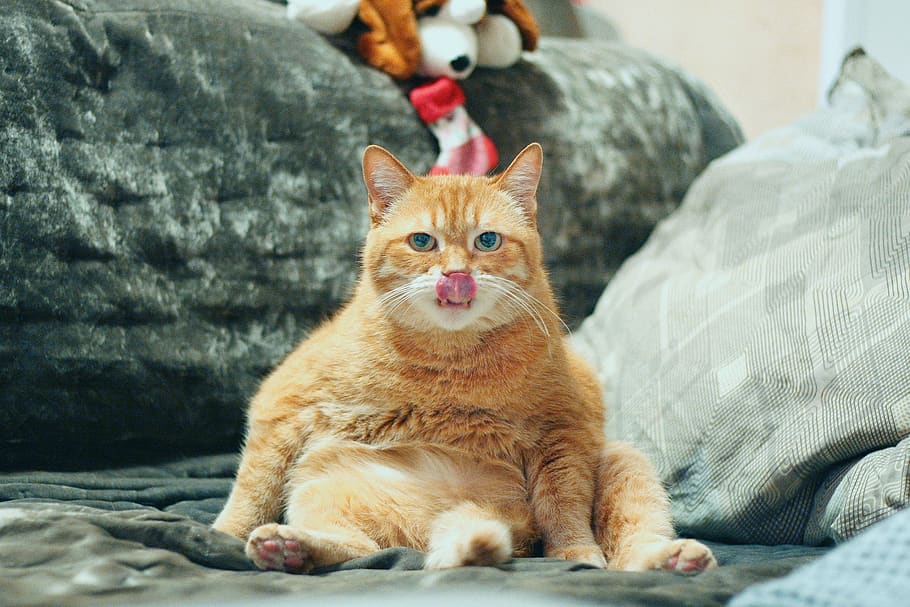 cat, red cat, red-headed cat, kitten, cute, fur, dream, eyes HD wallpaper