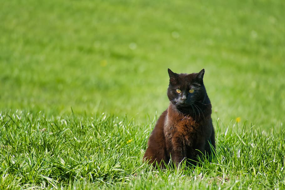cat, black, meadow, grass, green, cat's eyes, mieze, one animal HD wallpaper