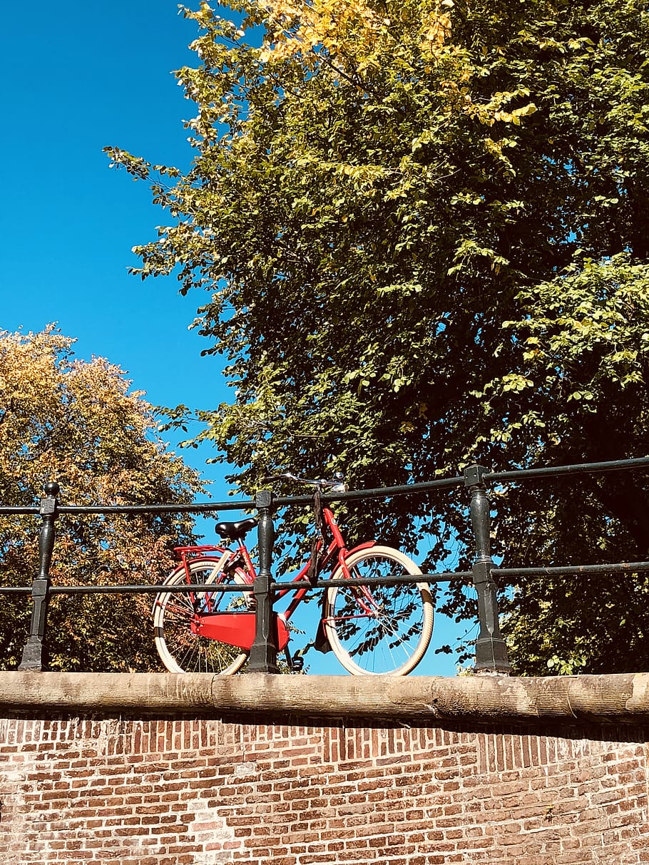 netherlands, amsterdam, bicycle, tree, transportation, plant HD wallpaper