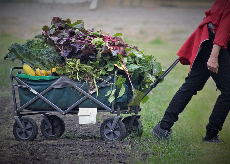 thanksgiving, dinner, garden, bountiful, vegetables, wagon HD wallpaper