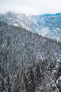 pine trees covered in snow, plant, fir, abies, nature, outdoors HD wallpaper