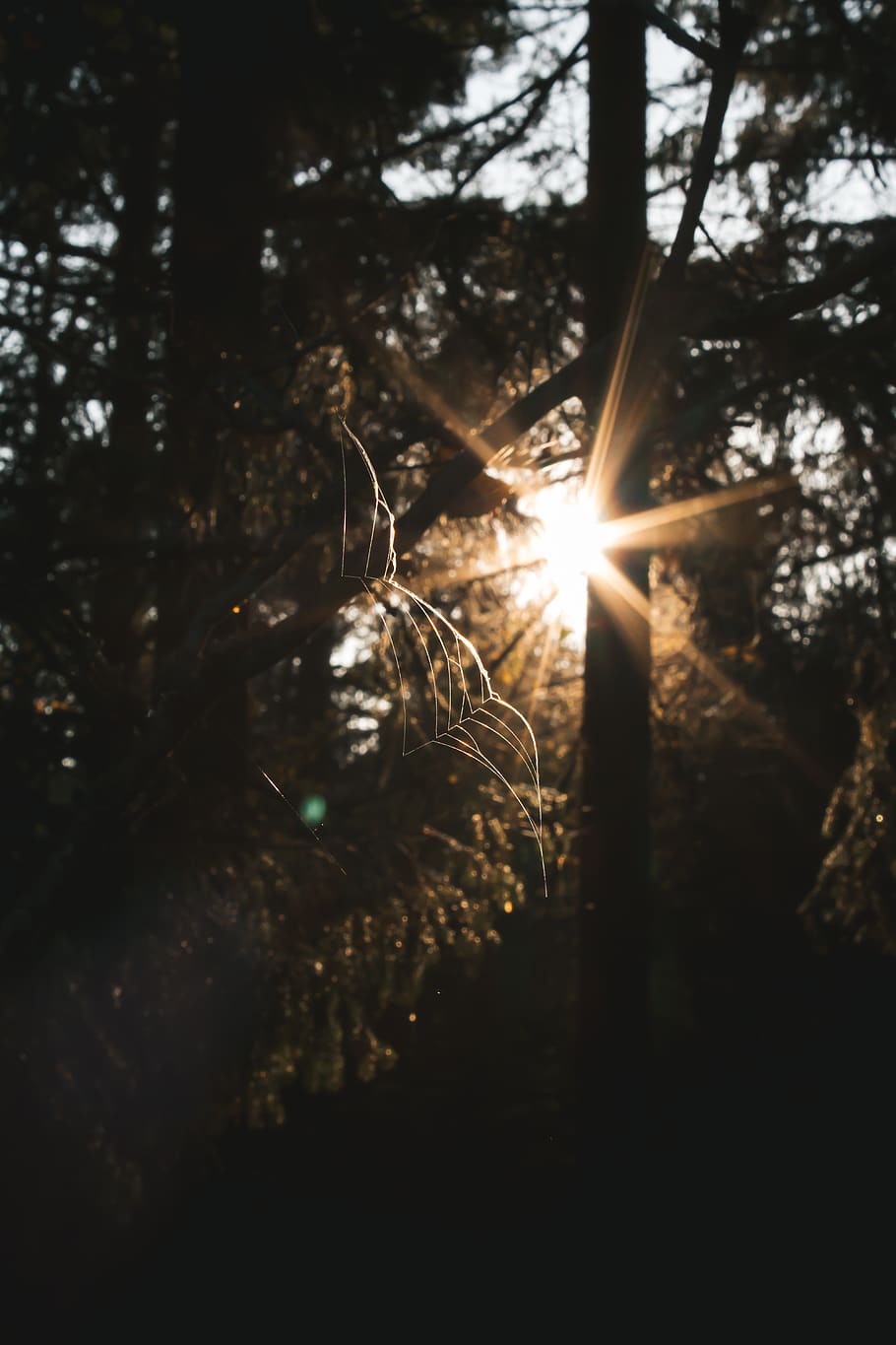 trees during daytime, light, flare, sweden, värmdö, björnö naturreservat HD wallpaper