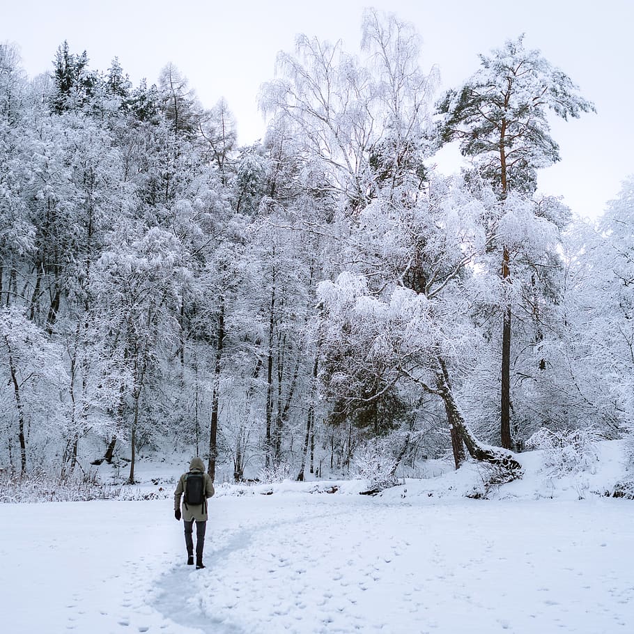 Person Walking Towards Trees Covered By Snow, cold, forest, frost HD wallpaper