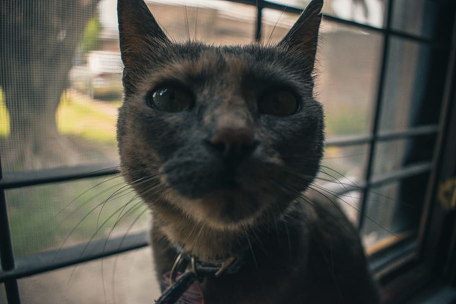 cat, animals, house, dark, animales, gato, face, mammal, animal themes HD wallpaper
