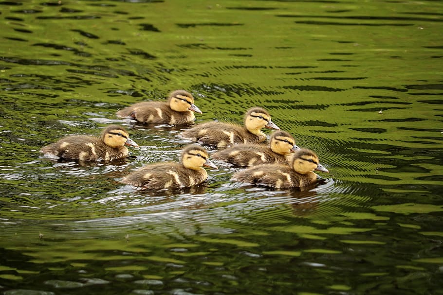 ducklings, chicks, ducky, group, boy, small, water bird, cute HD wallpaper