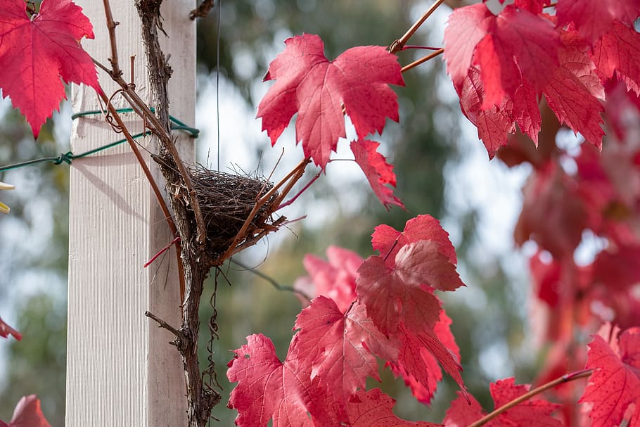 HD wallpaper: grape vine, leaf, autumn colourful, red, plant, nature