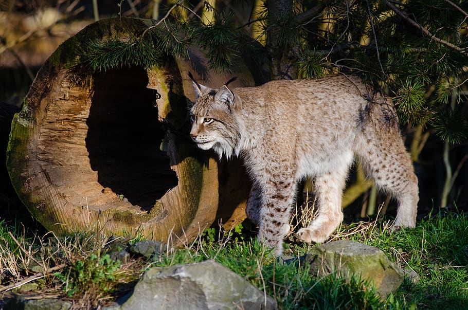 lynx, cat, predator, wild, hunter, feline, outdoors, animal HD wallpaper