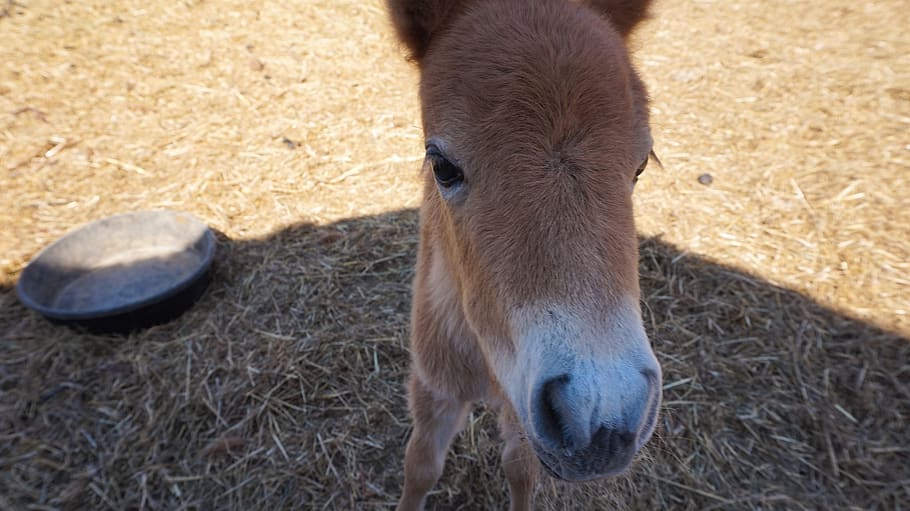 canada, saskatchewan, pony, small, fillie, colt, foal, mini HD wallpaper