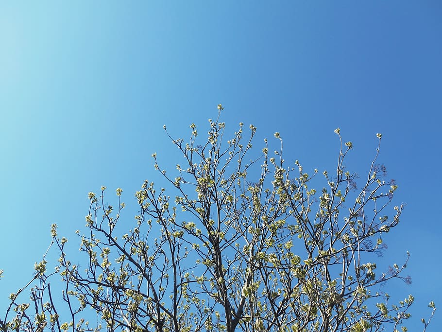 tree, branches, sky, blue, plant, low angle view, clear sky HD wallpaper