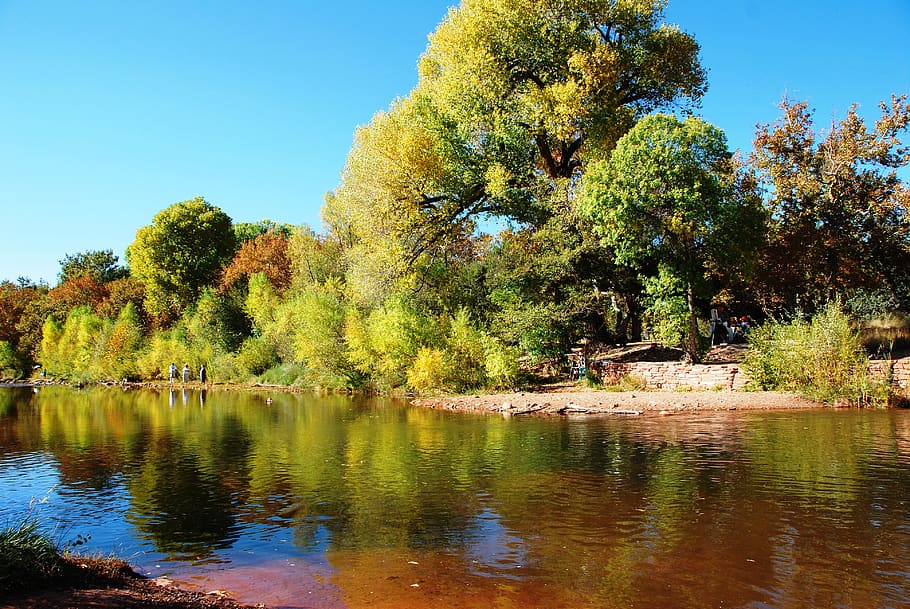 tree, water, plant, lake, reflection, tranquility, beauty in nature HD wallpaper