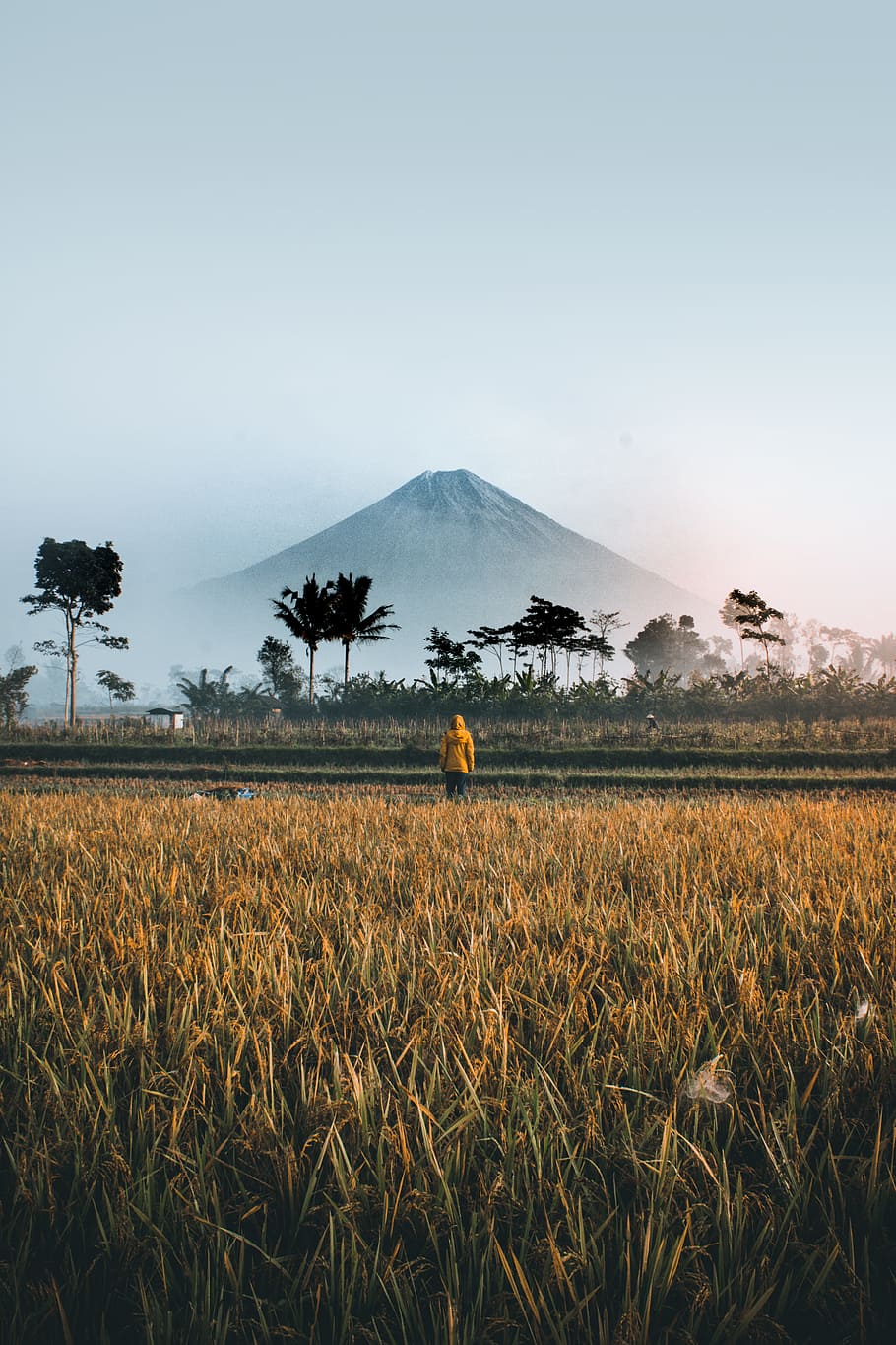 mountain-volcano-rice-field-nature.jpg