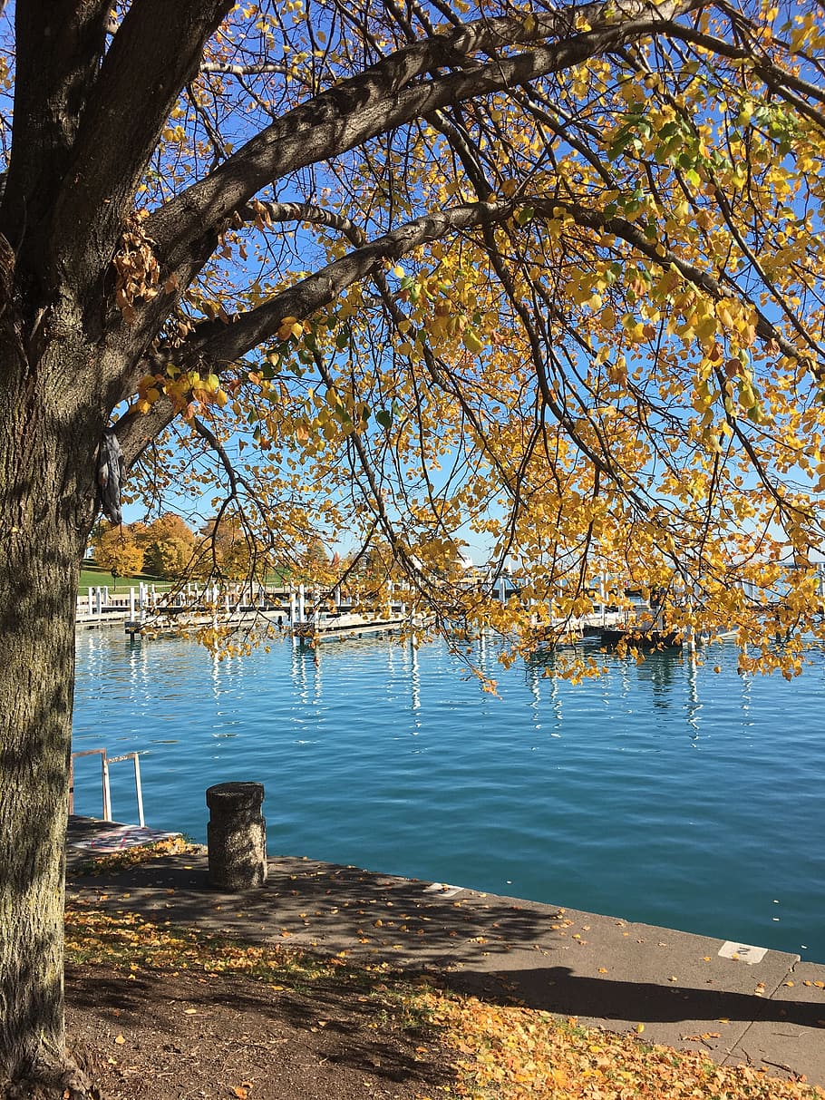 Yellow Leafed Tree Near Body of Water, branches, color, daylight HD wallpaper
