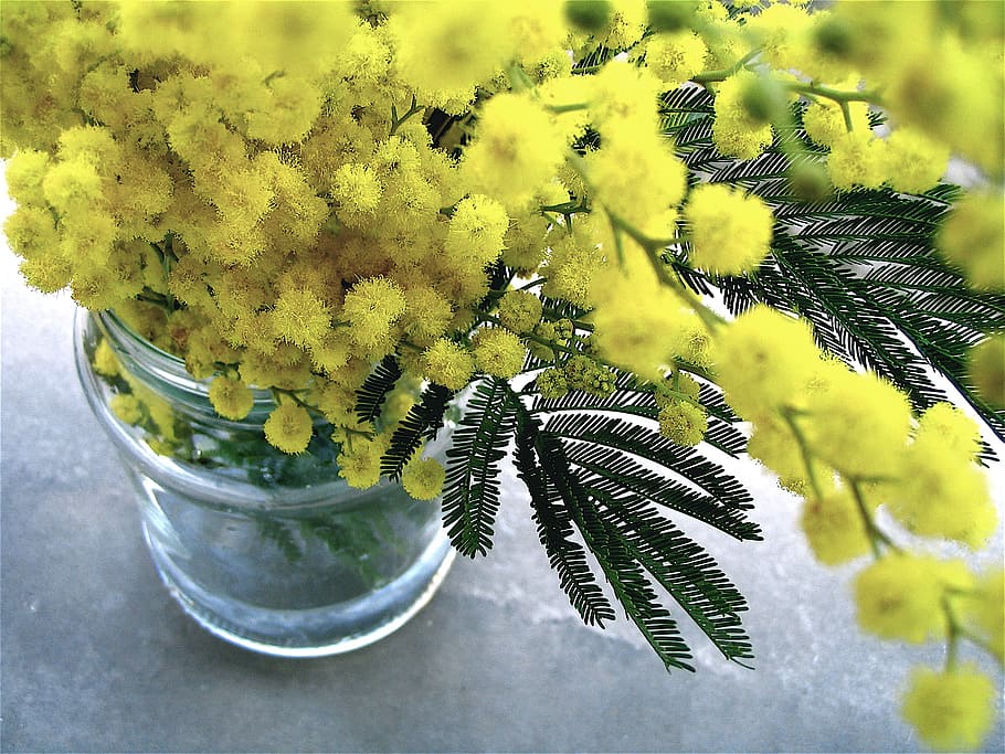 yellow flower arrangement on gray surface, flora, plant, mimosa HD wallpaper