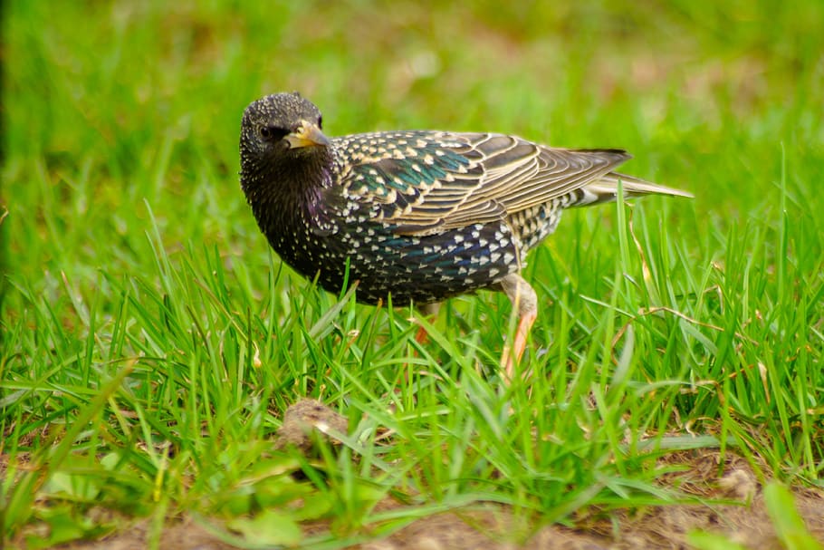 nature, bird, thrush, spring, wings, plumage, animal themes HD wallpaper