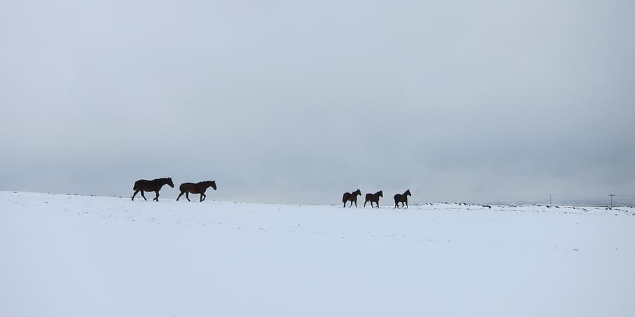 snow, mammal, animal themes, winter, cold temperature, group of animals HD wallpaper