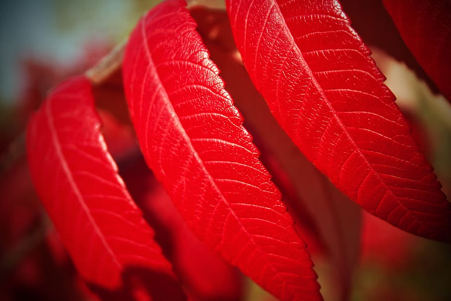 leaves, autumn, tree, red, plant, close-up, growth, freshness HD wallpaper