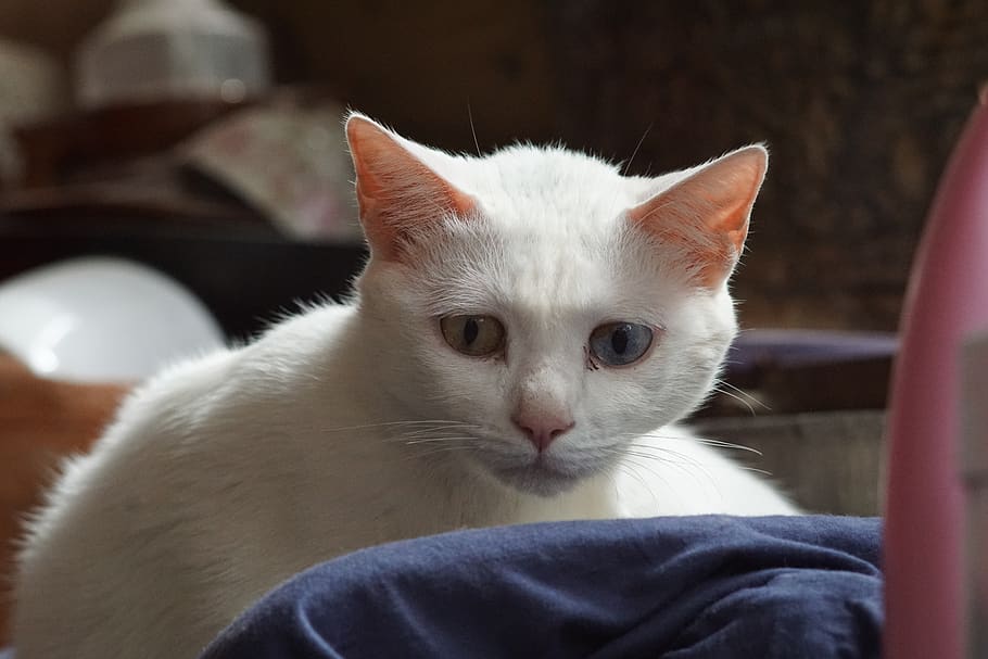thoughtful, white, cat, grumpy, domestic, pets, domestic animals HD wallpaper